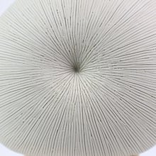 White Mollusc Oceania Vase
